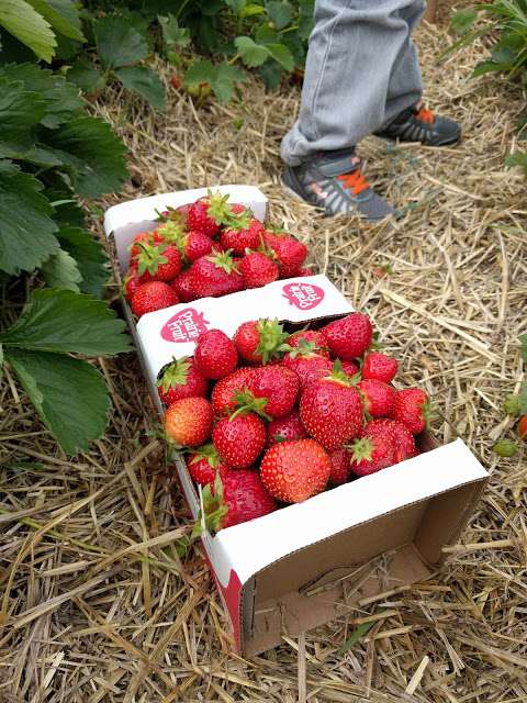Grand Valley Strawberries